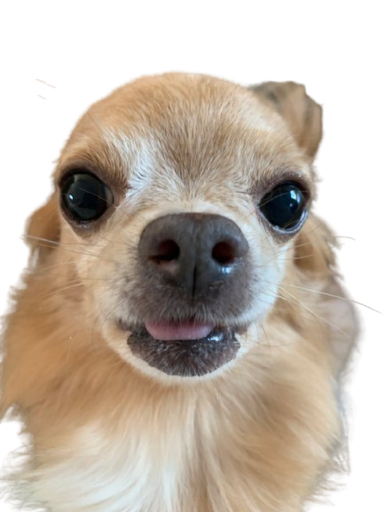 GunsLol profile picture for @kerpinetv