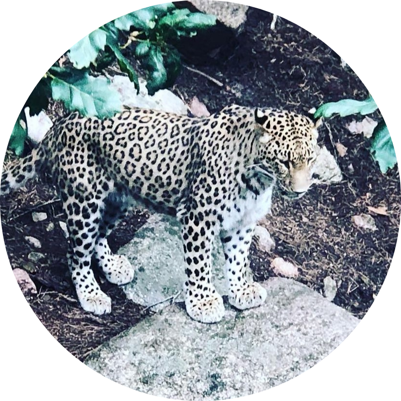 GunsLol profile picture for @predicate