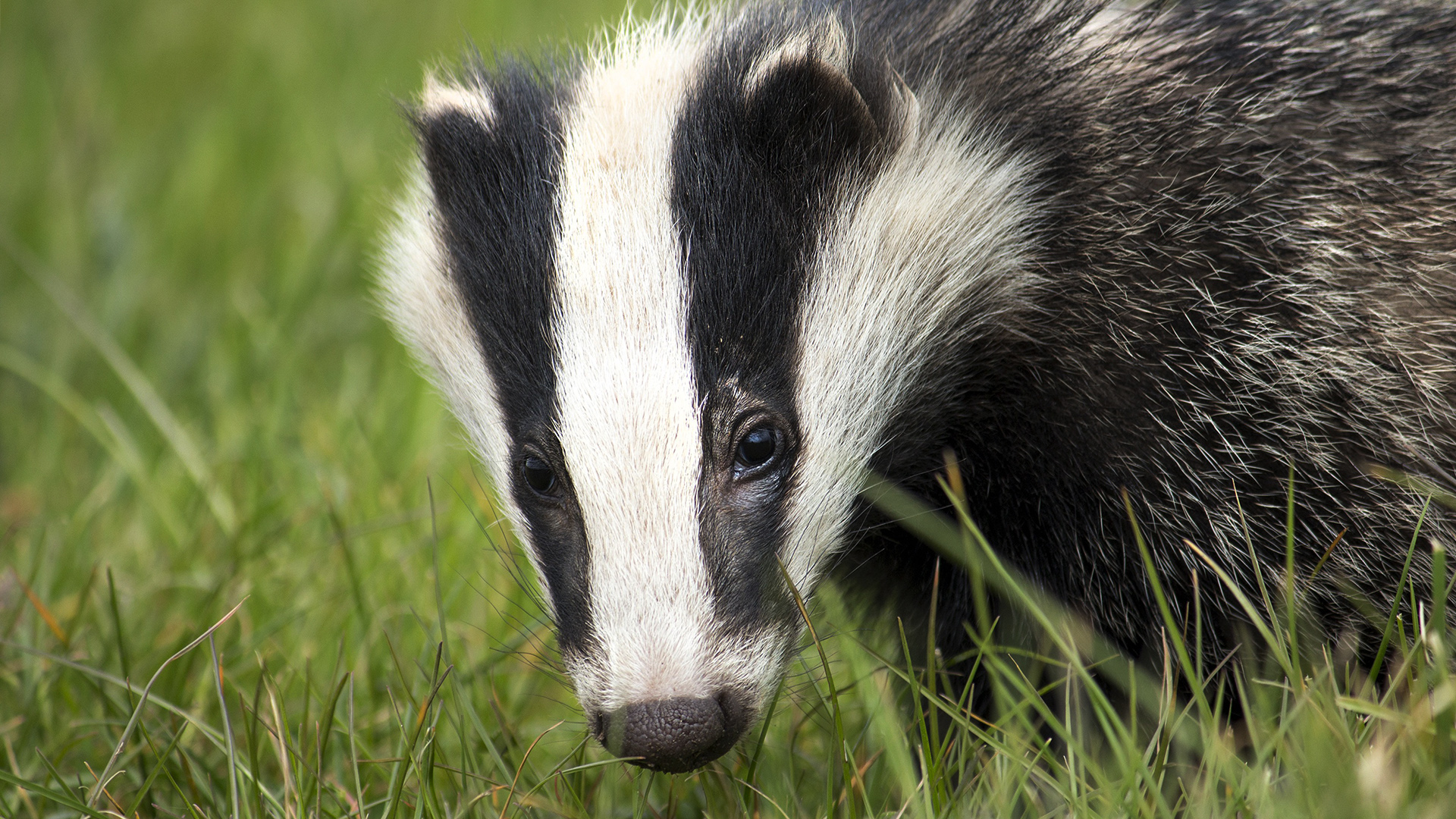 GunsLol profile picture for @badger
