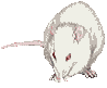 GunsLol profile picture for @rodents
