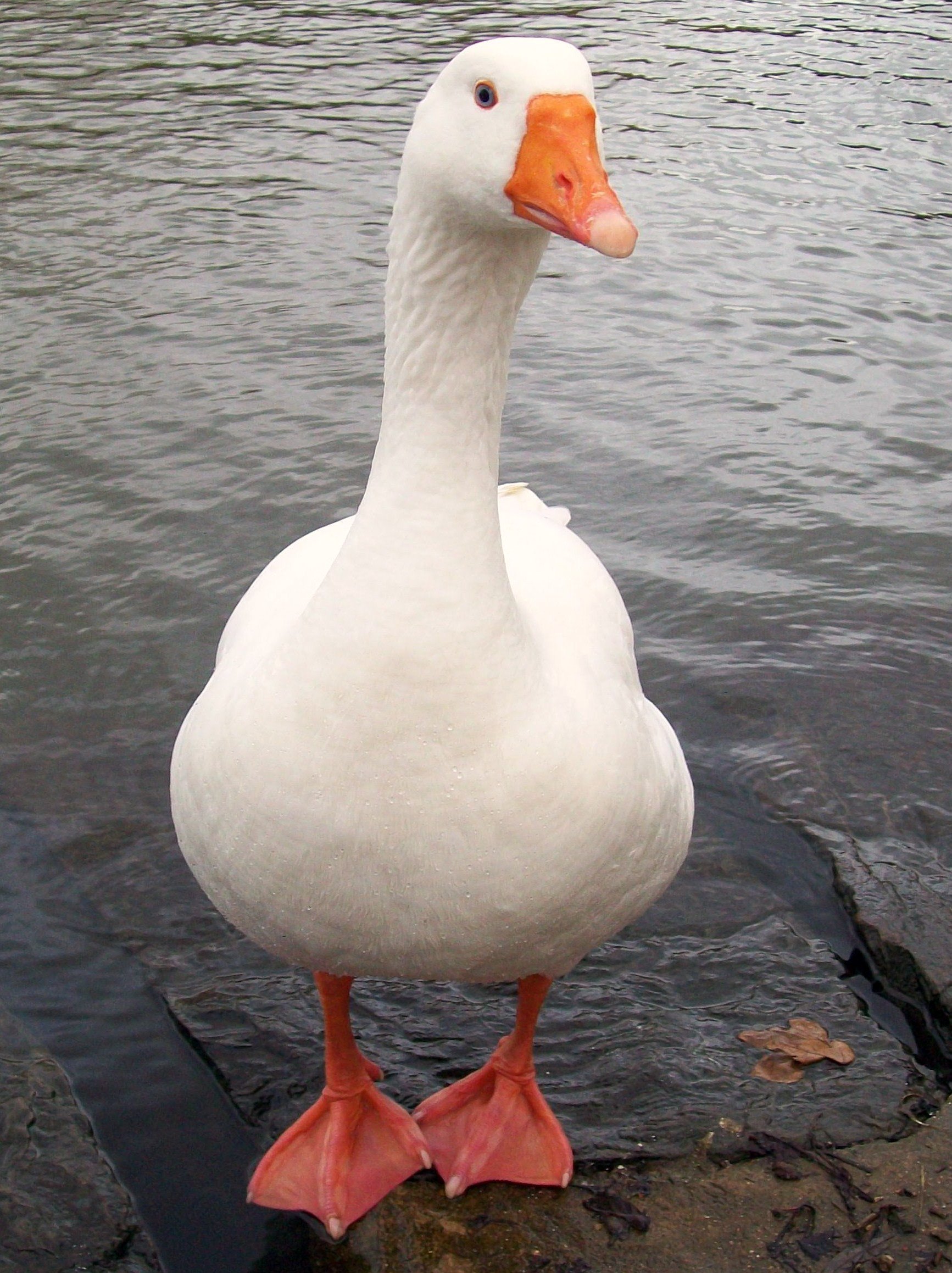 GunsLol profile picture for @goose