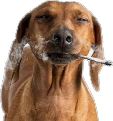 GunsLol profile picture for @jilted