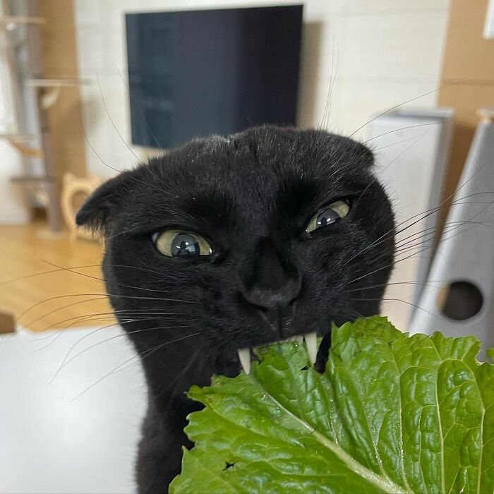 GunsLol profile picture for @immune