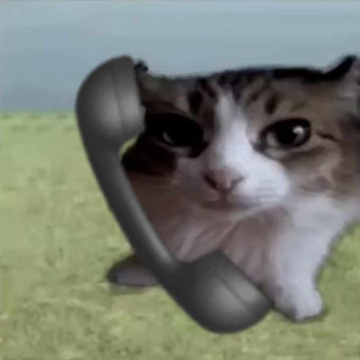 GunsLol profile picture for @sock