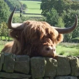 GunsLol profile picture for @bovine