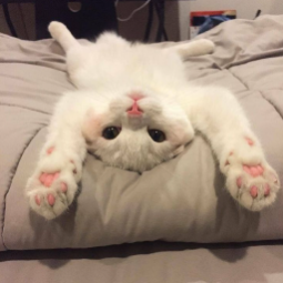 GunsLol profile picture for @kittycat